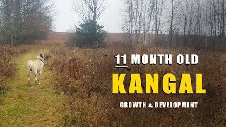 11 Month Old Kangal: Growth and Developments by Ash The Kangal 1,107 views 1 year ago 17 minutes