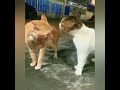 ايه يا صاوى ايه يا صاوى ايه يا صاوى ايه يا صاوى