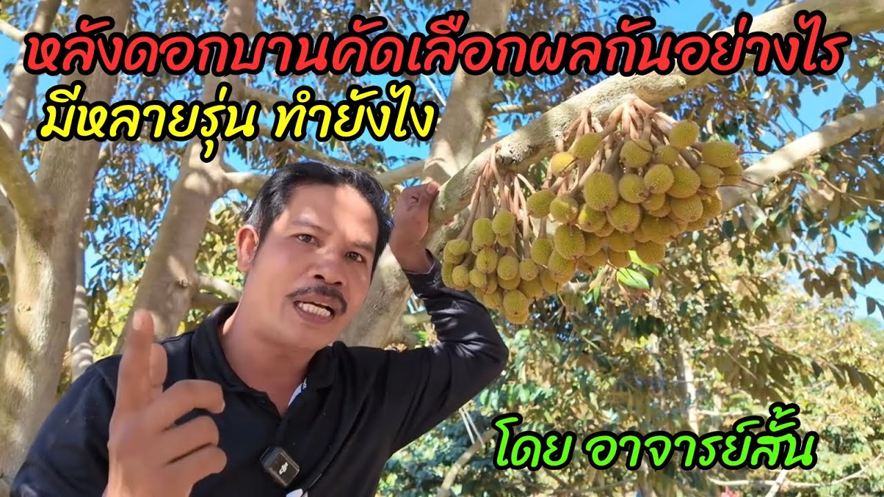 หลังดอกบาน คัดเลือกผลกันอย่างไร ถ้ามีหลายรุ่นในต้นเดียว ดูแลยังไงดี | อาจารย์สั้น