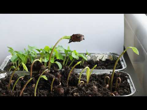 Timelapse of cherimoya and papaya sprouting and growing from seeds