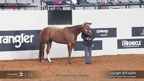 2025 Performance Halter Mares World Champion