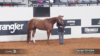 2025 Performance Halter Mares World Champion