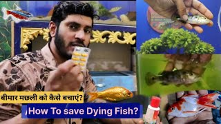 How To Save Dying Fish , Which Medicine To Used Cure Dying Fish