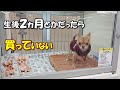 小さなショーケースに3ヵ月間もいた生後6ヵ月の痩せた子犬