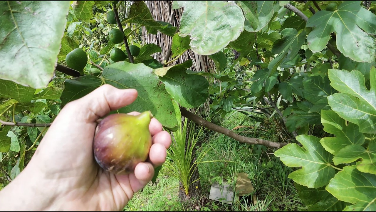Growing Figs 26 Feb 2026