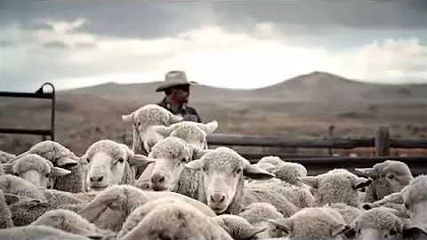 Duckworth - American Wool