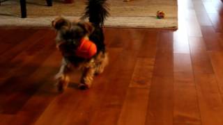 Agent the teacup yorkie plays fetch by Agent the teacup Yorkie 55 views 7 years ago 3 minutes, 46 seconds