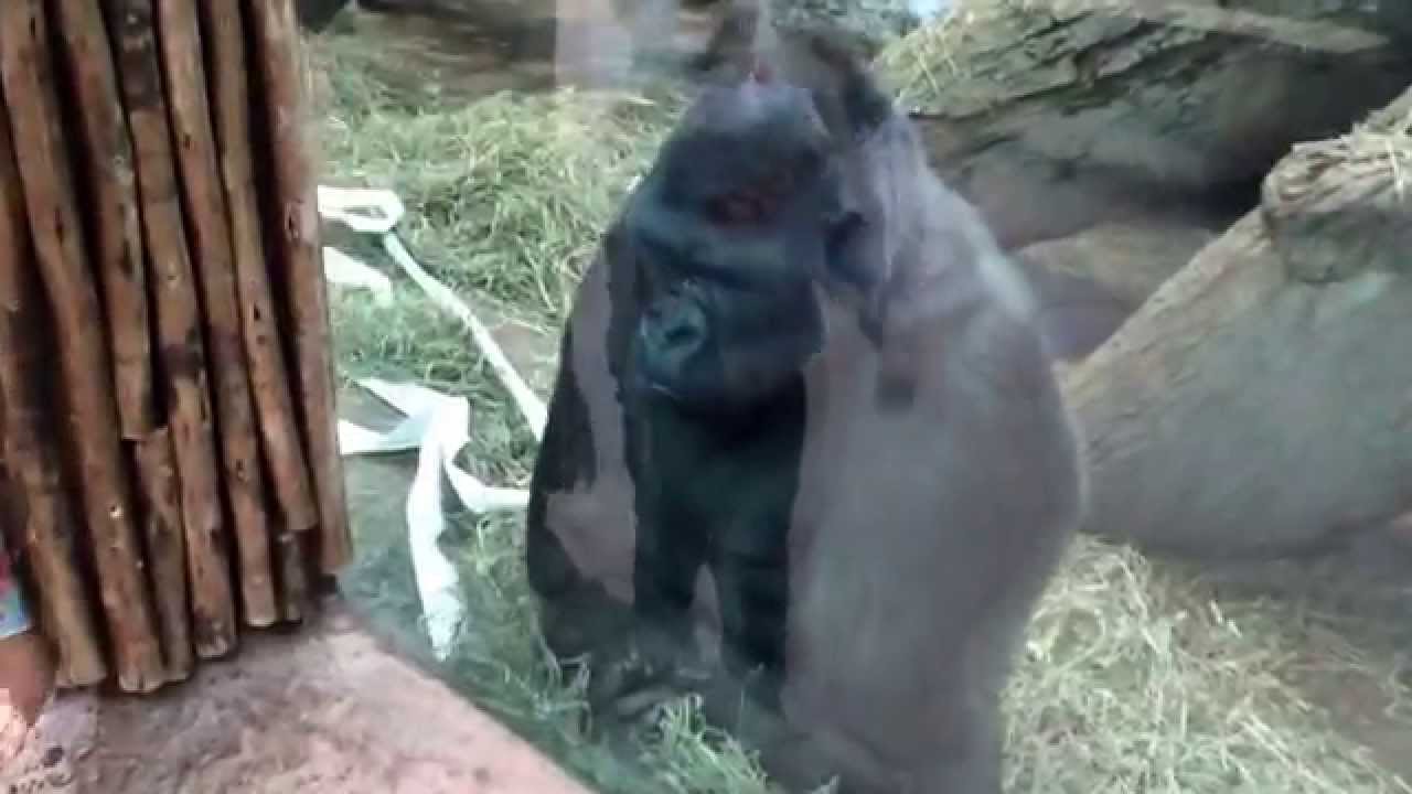 Gorilla Teaches Toddler How To Use Her Middle Finger YouTube Gorilla teaches toddler how to use her middle finger youtube