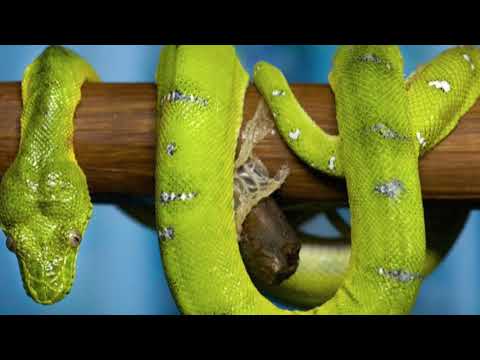 Emerald Tree Boa