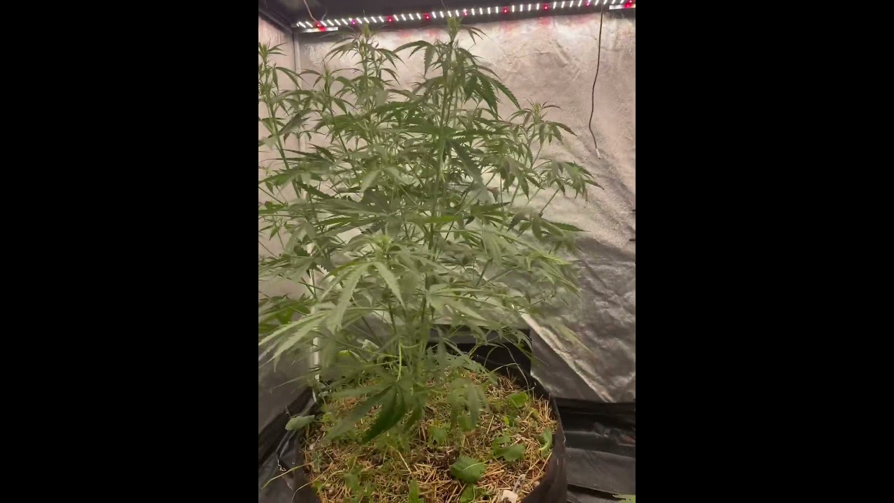 Week 5 Autoflower Afghan Blimburn Seeds 30 Gallon Pot Living Soil 4x4 tent Eye Hortilux 450-EVS LED