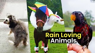These Animals Love the Rain