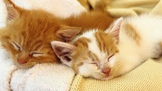 Cat-napping Cuteness: Precious Moments of a Cat Mom and Her Kittens in Slumber | Lisa the Cat by Lisa the Cat 136 views 1 month ago 5 minutes, 2 seconds