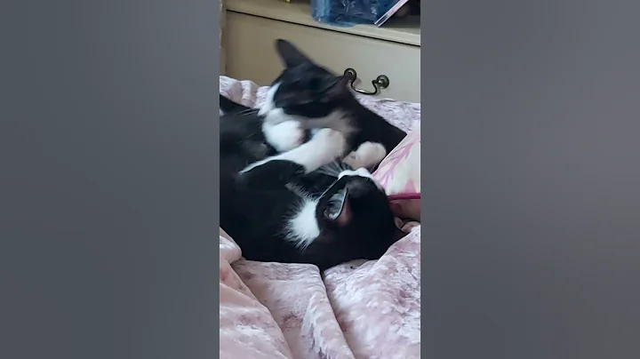 Watch the video about #scarlettdepp #orientalkittens #josie #galina #emerald #dior #leonardo ORIENTAL KITTENS PLAYING