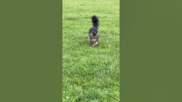 Watch the video about Mainecoon boss fight