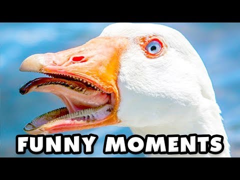 untitled-goose-game-funny-moments-montage!