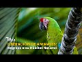 Liberación de Animales: Regreso a su Hábitat Natural - TvAgro por Juan Gonzalo Angel