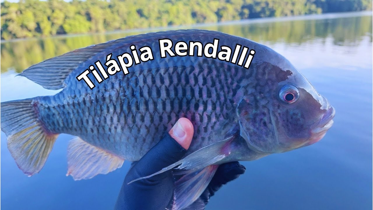 Isca Teeny wake R da Rebel | Tilápia rendalli Usina Mourão | Pescaria ...