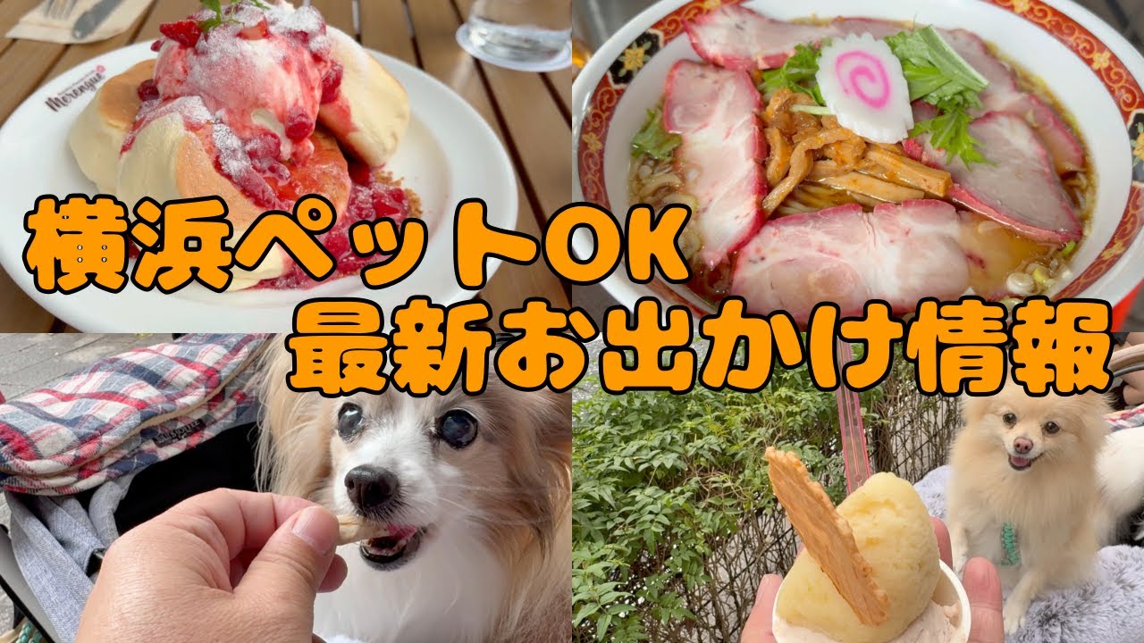 【横浜ペットOK】愛犬と入れるお店を調査‼️1日楽しめるコースを紹介　＃パンケーキ＃山下公園＃papillon＃Pomeranian＃お出かけ