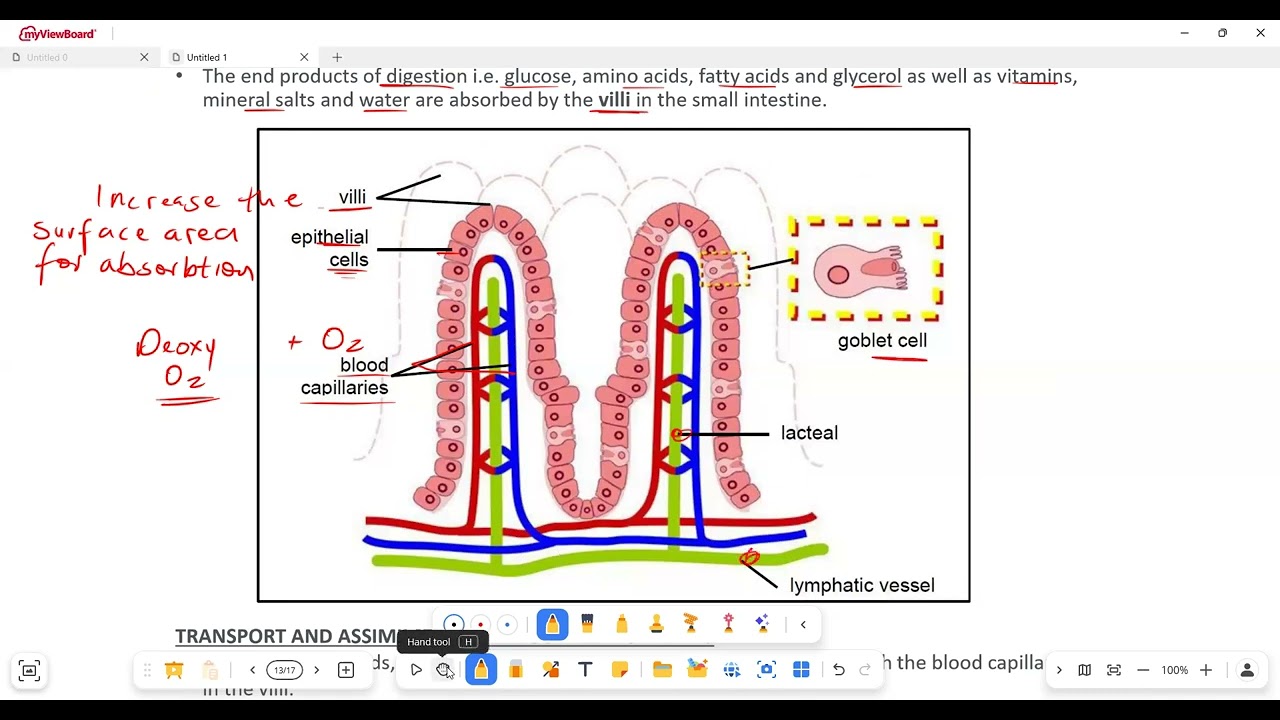 Life Sciences Grade 11 Animal Nutrition Term 1