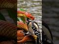 oh my God⁉️⁉️pelatuk bisa lepas dari gigitan cobra#snake #cobra #woodpecker #burungpelatuk