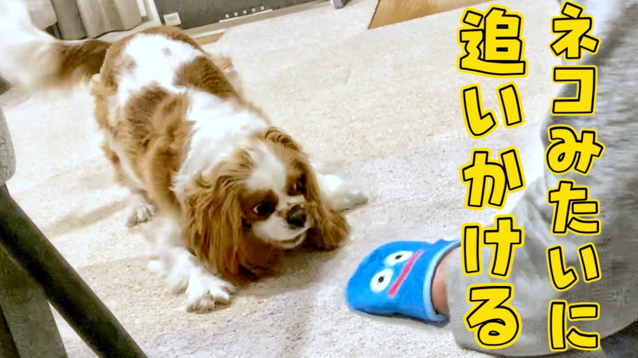 追いかけて遊ぶのが好きなキャバリア