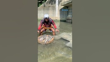 Cá Lớn - phát hiện Cá Rô Phi đang bơi bè 😱 #khacthuyvlogg