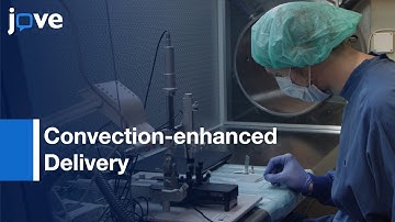 Delivery of Antibodies into Brain via Convection-enhanced Delivery | Protocol Preview