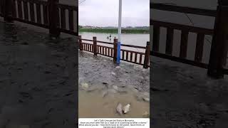 After Heavy Rain โ Fish Swim onto Flooded Road ๐๐ง๏ธ
