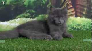Видео котенка мейн-кун, голубой солид, Muffin Grey Claw`s в 3 месяца http://coonplanet.ru/ Видео котенка мейн-кун, голубой солид, Muffin Grey Claw`s в 3 месяца http://coonplanet.ru/