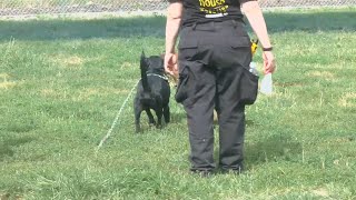 Louisville Metro Animal Services waives adoption fees for dogs, cats