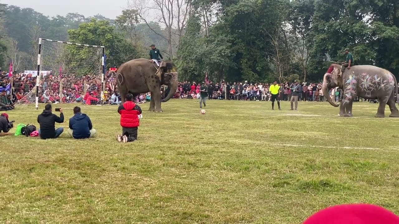 Elephant football games 