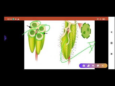 Vidéo: En botanique, qu'est-ce qu'une fleur pistillée ?