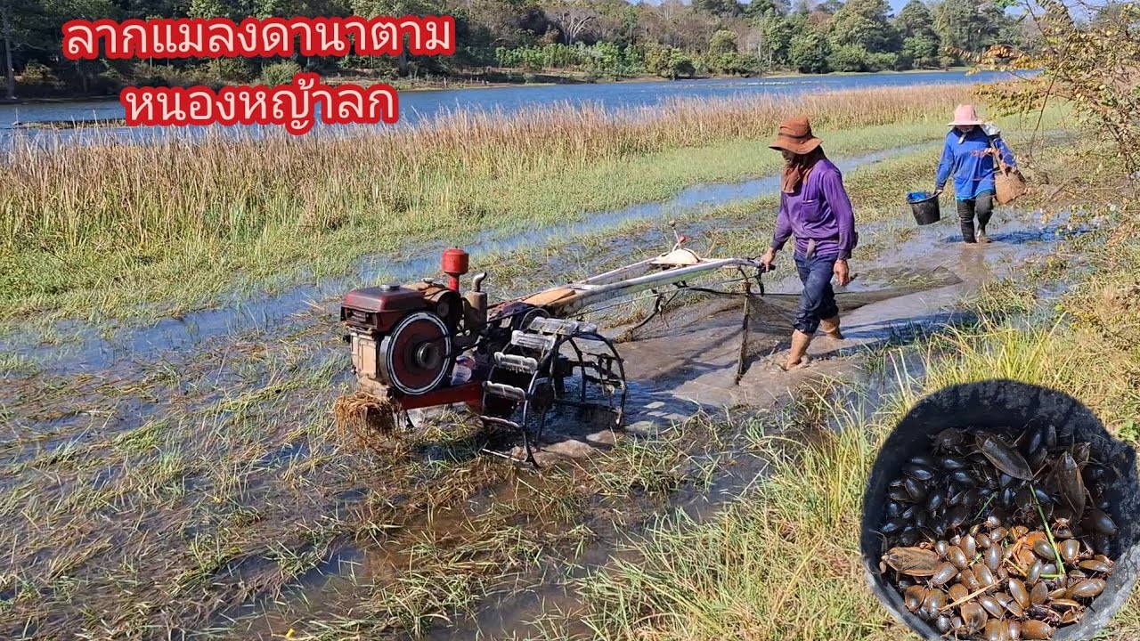 ลากแมงดานา ตามหนองน้ำหญ้าลก แมลงดา แมลงตับเต่า ปูนา ทั้งปลาและเขียด