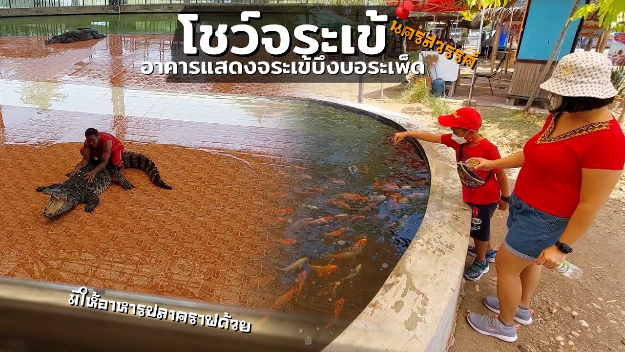 แสดง โชว์ จระเข้ ณ บึงบอระเพ็ด | น้องนดล