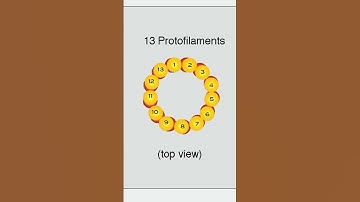 Microtubule Formation