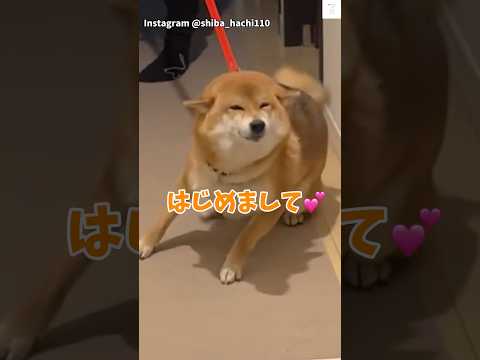 満面の笑み💕『はじめまして』の柴犬が可愛すぎる　#柴犬　#犬　#かわいい犬 #犬のいる暮らし #癒し