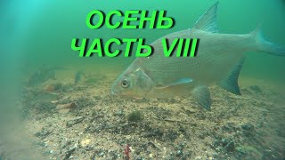 Лещ.Осень.Часть VIII. Под водой#short#shorts