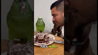 Quién se comería el pastel, el loro, lucho o el perro? 😱🐶🦜  #viralvideo  #airportcomedy  #cats