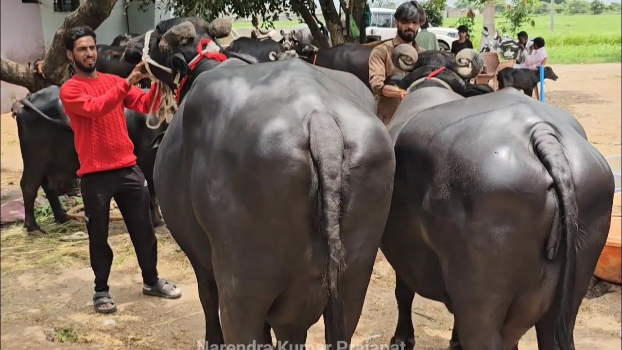 #मुर्रा_भैंस खरीदना है क्या | ज्यादा दूध देने वाली मुर्रा भैंस खरीदने का विचार है topquality buffalo