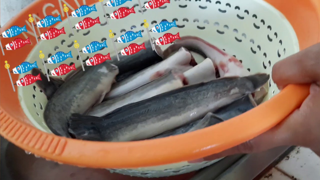 Tips membersihkan Ikan Lele 