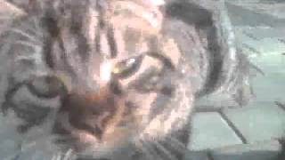 VIDEO0059.avi