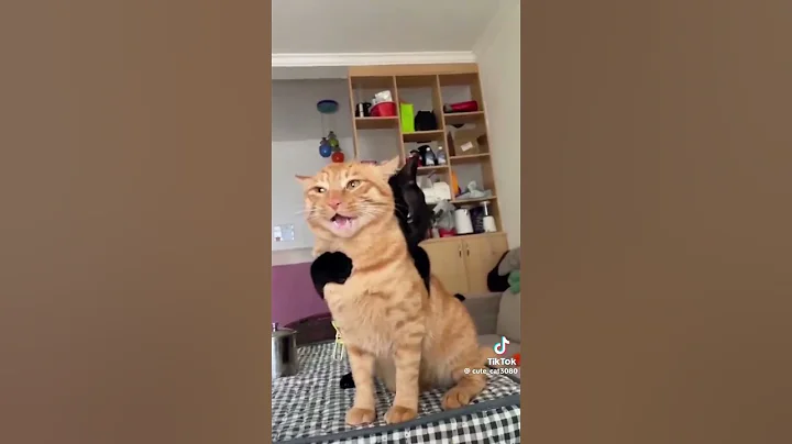 Watch the video about Black cats core #haveitoldyoulatelythatiloveyou #cat #funnycats #memes #funny #pets