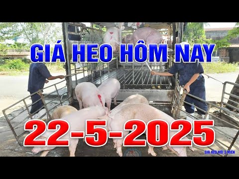 Giá Heo Hơi