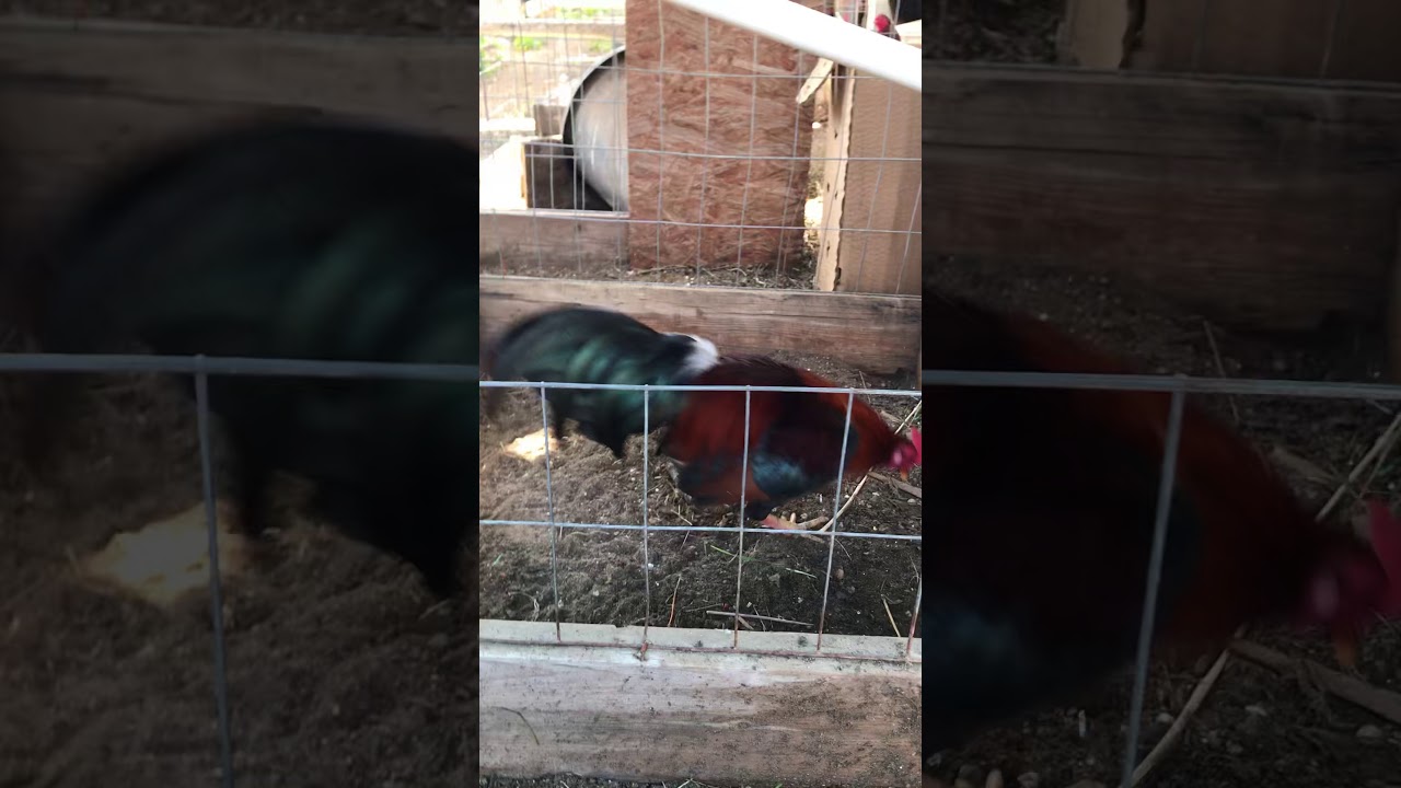 1/4 Cuban 1/4 Asil 1/2 Kelso bull stag