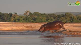 How fast can a hippo run?!?