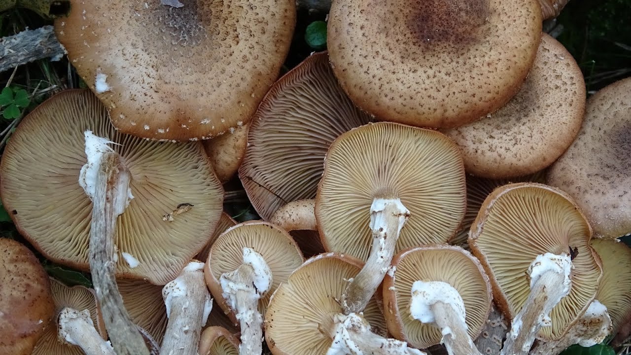 Armillaria ostoyae - El ser vivo más  grande del mundo -  Armillaria de miel -   Dark Honey Fungus
