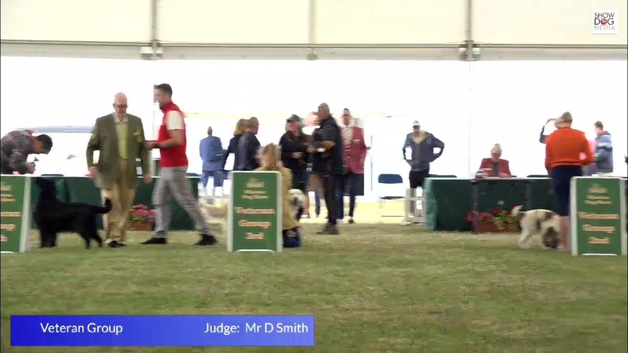 Windsor Championship Dog Show 2025 Day 3 Gundog Groups YouTube