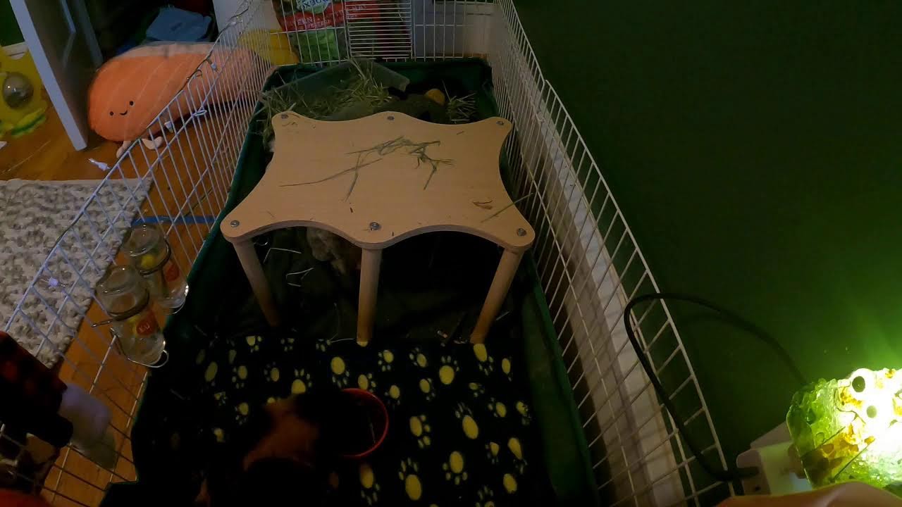 Live relaxing Guinea pig cage cam with jazz music #2- Briscotti and Lilly
