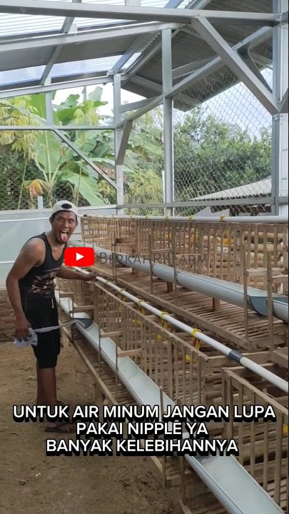 KANDANG AYAM BATERAI PETELUR 100 POPULASI #ayam #ayampetelur #telur