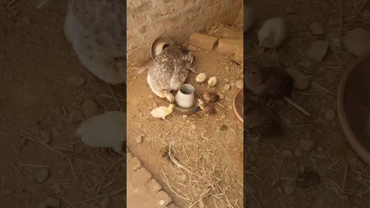 peacock family's secret water spot - Adorable! 